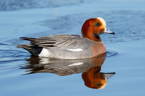 Eurasian Wigeon (Mareca penelope) male, Netherlands