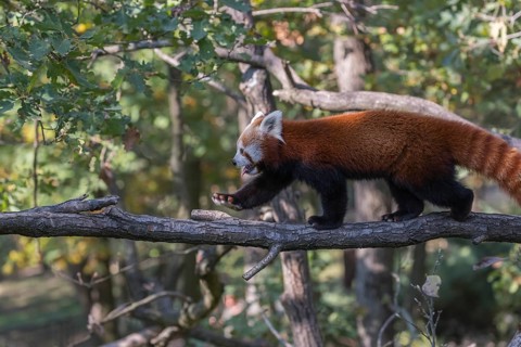 One red panda, Ailurus fulgens, walking on a branch high in a tree on a sunny day
