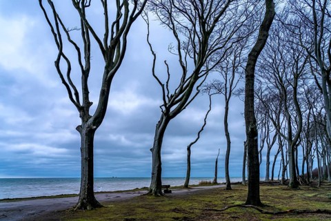 Ghost forest on the beach at the Baltic seaside resort of Nienhagen, Mecklenburg-Vorpommern,