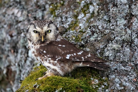 Tengmalm's Owl (Aegolius funereus), adult, on tree, alert, Bohemian Forest, Czech Republic