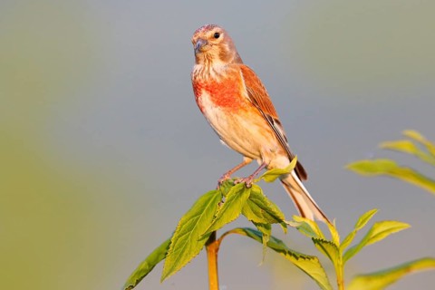 Common linnet, Linaria cannabina, small passerine bird sitting on green vegetation. Red linnet in