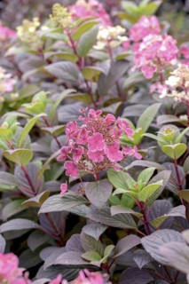 Hydrangea paniculata LITTLE QUICK FIRE, BS Sämann, Bautzen, Saxony, Germany
