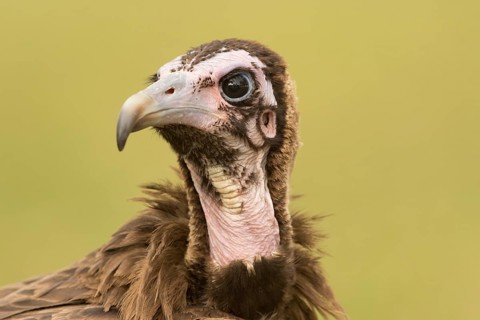 Hooded Vulture (Necrosyrtes monachus) juvenile, Gambia