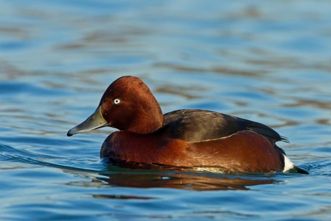 Ferruginous Duck (Aythya nyroca) male, Baden-Wuerttemberg, Germany