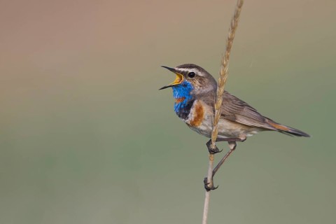 Bluethroat - Blaukehlchen - Cyanecula svecica ssp. pallidogularis, Kazakhstan, adult male