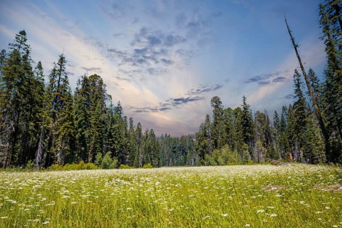 A green field with many sequoias in the background in Sequoia National Park on sunset, California.