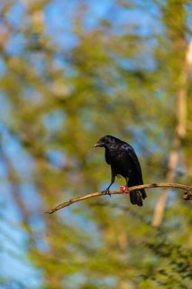 One carrion crow (Corvus corone), sitting high up in a tree in bright sunlight with a blue sky in