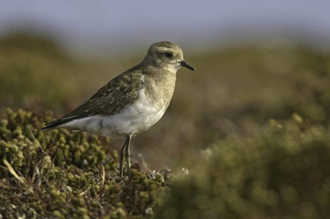 Rufous-chested Plover (Charadrius modestus), Falkland Islands