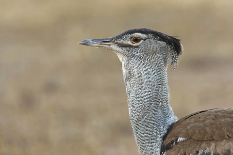 Kori Bustard (Ardeotis kori), Northern Cape, South Africa