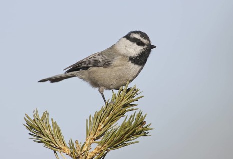 Mountain Chickadee (Poecile gambeli), New Mexico, USA