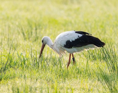 White stork (Ciconia ciconia) foraging in a meadow in the early morning, dew beads on the grass,