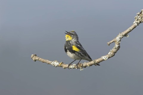 Audubon's Warbler (Setophaga auduboni), British Columbia, Canada