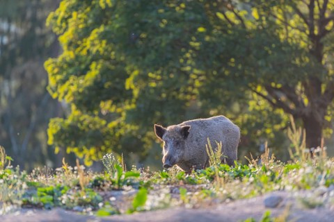 One adult wild boar or wild pig (Sus scrofa) searching for food on a flowering meadow in late