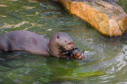 A giant otter or giant river otter (Pteronura brasiliensis) sits in the shallow water of a small