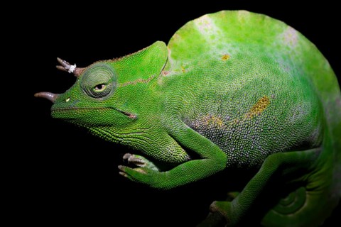 Usambara three-horned chameleon (Trioceros deremensis), chameleon on a branch at night, Amani