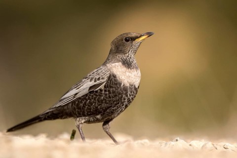 Ring Ouzel (Turdus torquatus) female, Aragon, Spain