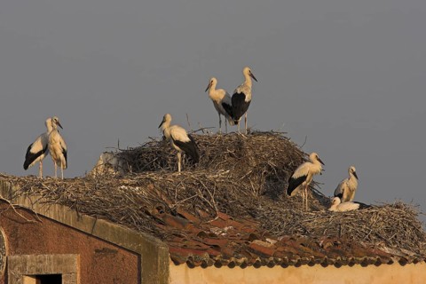White Stork (Ciconia ciconia) nest, Extremadura, Spain