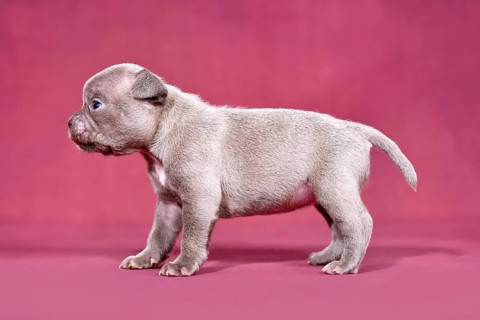 Example of healthy bred purebred French Bulldog puppy with long nose and tail in accordance with