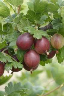 Gooseberry (Ribes uva-crispa 'Redeva'), Wurzen, Saxony, Germany