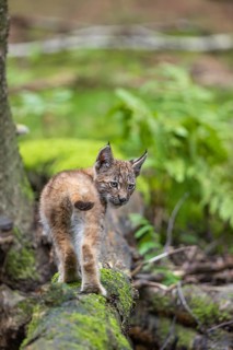 One young (10 weeks old) male Eurasian lynx, (Lynx lynx), crossing a creek, using a fallen tree as