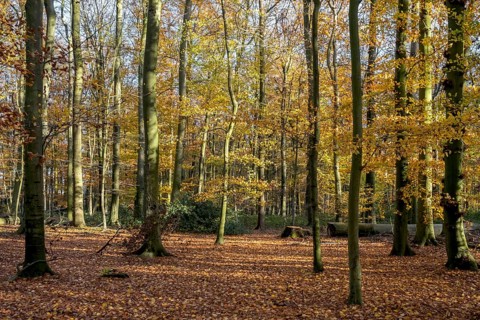 An autumnal forest with brightly coloured leaves and sun-drenched trees, Ahaus, Münsterland, North