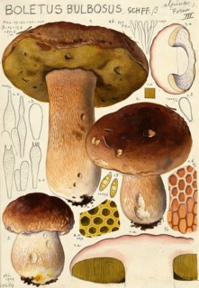 Mushroom, mushrooms, Boletus bulbosus, common boletus, authentic reproduction of an illustration by