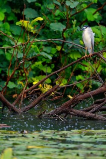 Black-crowned black crowned night heron (Nycticorax nycticorax), Bihoreau gris, HÈron bihoreau,