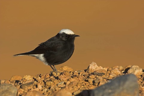 White-crowned Wheatear (Oenanthe leucopyga), Morocco