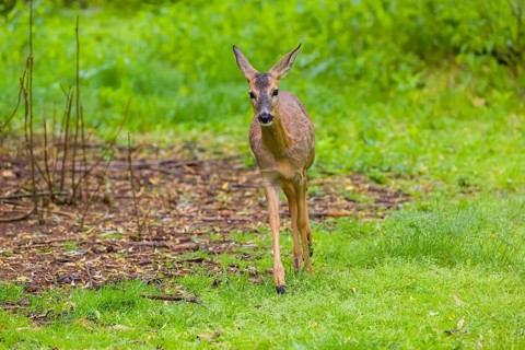 One young female Roe Deer, (Capreolus capreolus), stands on a meadow