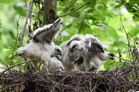 Eurasian Sparrowhawk (Accipiter nisus) chicks in nest, North Rhine-Westphalia, Germany