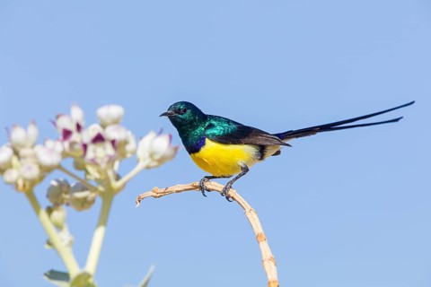 Nile Valley Sunbird, Anthodiaeta metallica, Anthreptes metallicus, (Hedydipna metallica), male in
