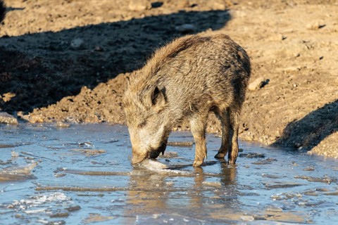 A young wild boar (Sus scrofa) crushes the ice from a small frozen pond and eats it