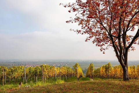 Panoramic view over vineyards with autumnal trees with a view of the Rhine plain, German or