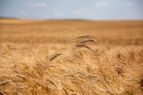 Ripe barley (Hordeum vulgare), Rhineland-Palatinate, Germany