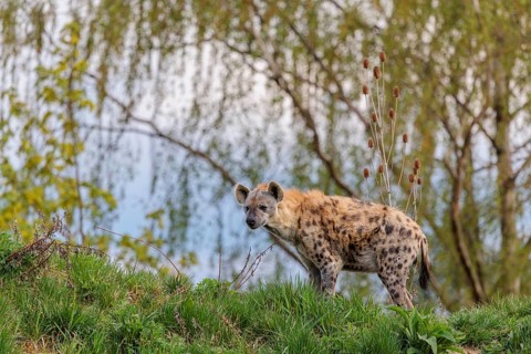 An adult male spotted hyena (Crocuta crocuta) stands on a small hill at the edge of the forest.