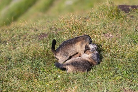 Two young Alpine Marmots, Marmota marmota, play fighting with their mother in green grass