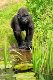 Western gorilla (Gorilla gorilla), young animal, at the water, discover