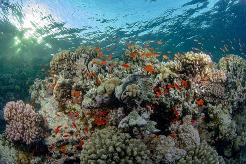 Schooling Sea Goldie glide through a vibrant coral reef, highlighted by sunbeams piercing through