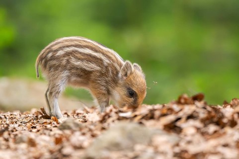 Wild boar (Sus scrofa) piglet standing in a forest, Bavaria, Germany