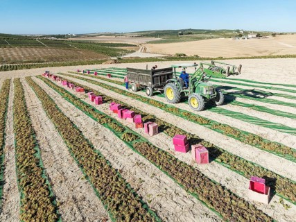 Pedro Ximenez grapes are air-dried and dehydrated shortly after harvest. La Canariera vineyard of