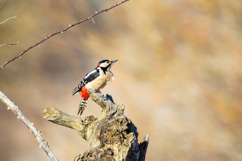 Great spotted woodpecker (Dendrocopus major) ml Germany