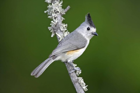 Tufted Titmouse Baeolophus bicolor MacAllen, Texas, United States 28 March Adult Paridae