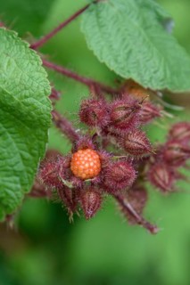 Japanese Wineberry (Rubus phoenicolasius), Merkel family