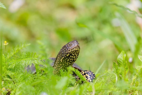 A European pond turtle (Emys orbicularis), makes its way through the green meadow next to the pond