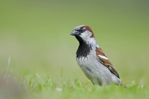 Haussperling (Passer domesticus), House Sparrow, Maennchen, Juli, Insel Texel, Nordholland,