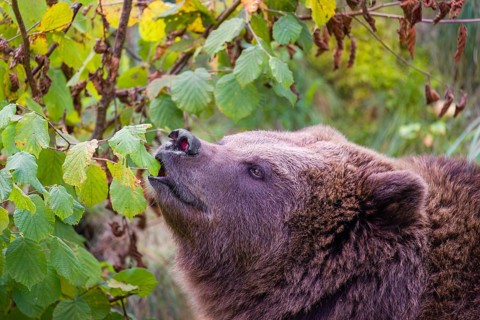 An adult female brown bear (Ursus arctos arctos) eating leaves from a birch tree