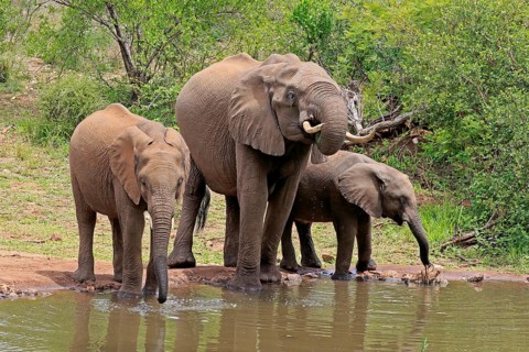 African elephant (Loxodonta africana), juvenile, mother, adult, female, mother with two juveniles,