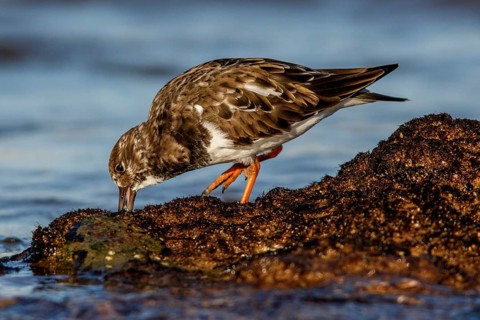 Ruddy Turnstone (Arenaria interpres) feeding amongst the rocks, Asturias, Spain