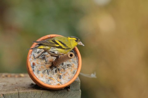 Eurasian Siskin (Spinus spinus) male, Lower Saxony, Germany