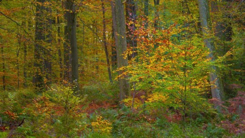 Autumnal nature photograph of a growing beech tree in the forest, forest photo, Schneeren Neustadt